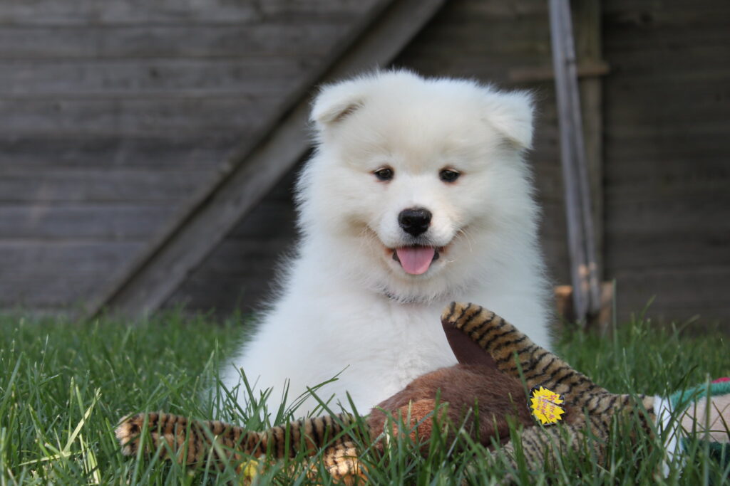 White Samoyed puppy sitting in grass behind a stuffed goose toy