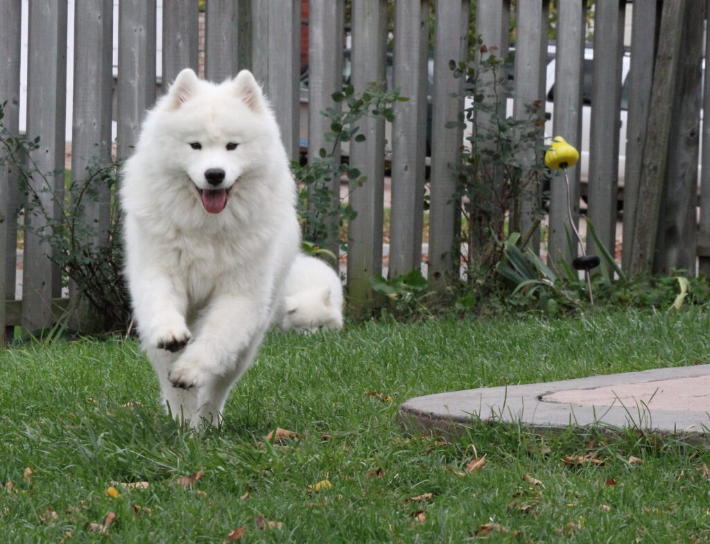 Samoyed running toward camera with front paws off the ground