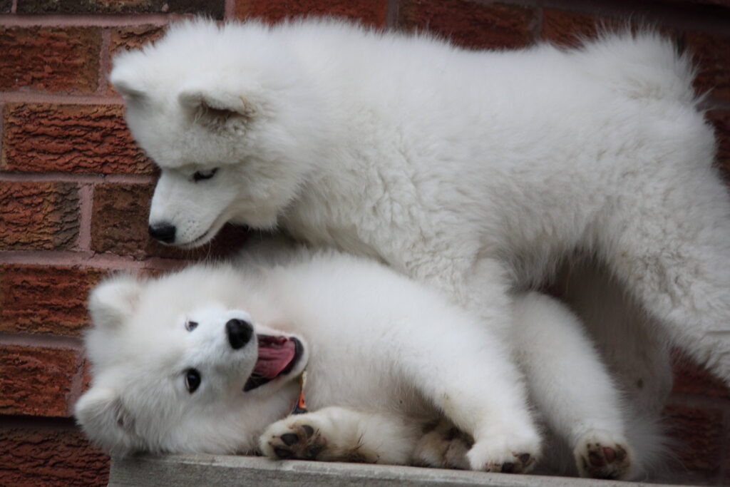 One Samoyed puppy stands over another one about to pounce