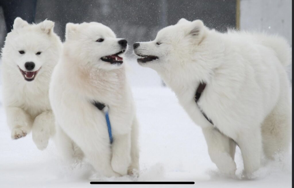 Samoyed puppies running through the snow