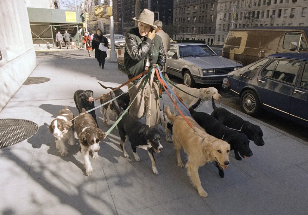 Man holding 8 leashes walking dogs along sidewalk