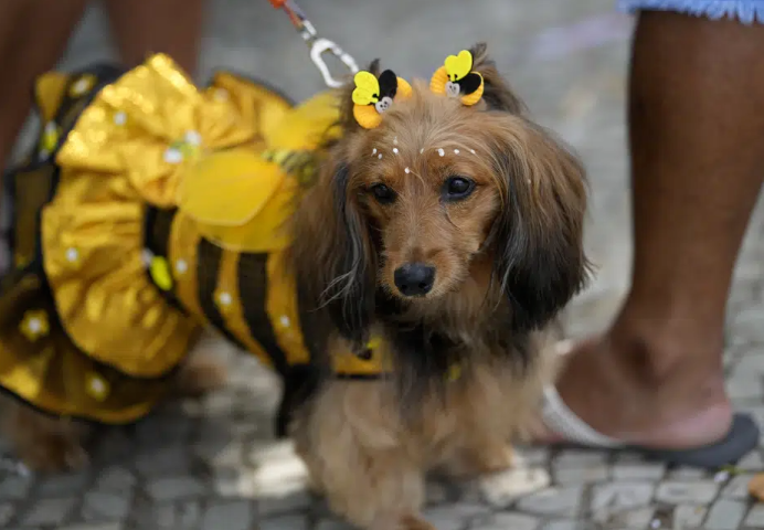 small dog in bee custume