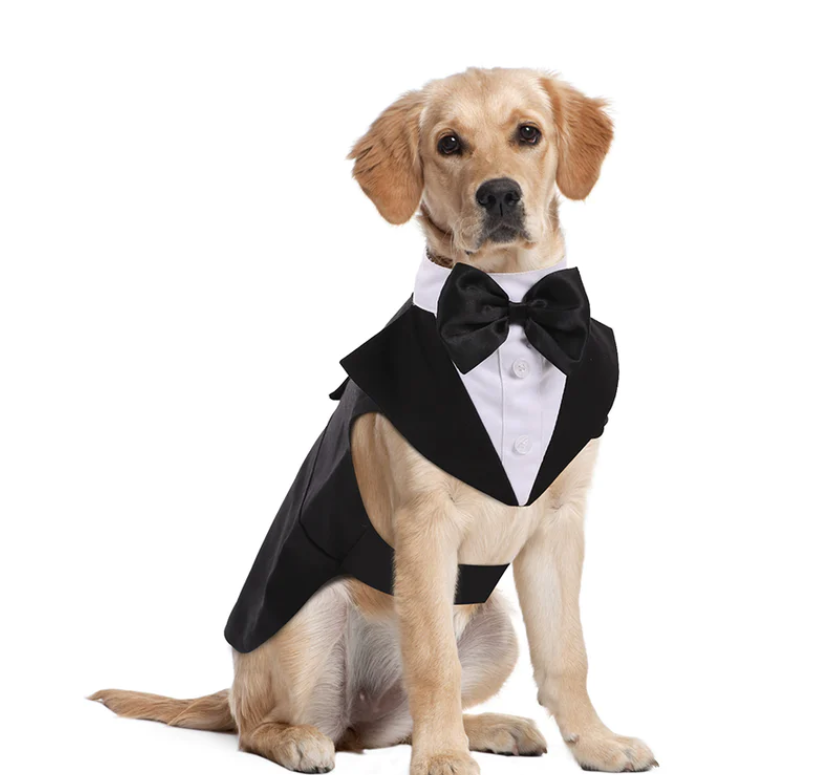 Light brown dog in Tuxedo costume