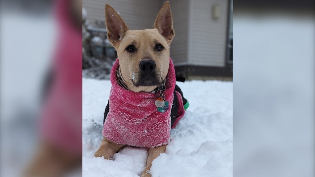 Light brown dog wearing pink sweater lying in the snow.