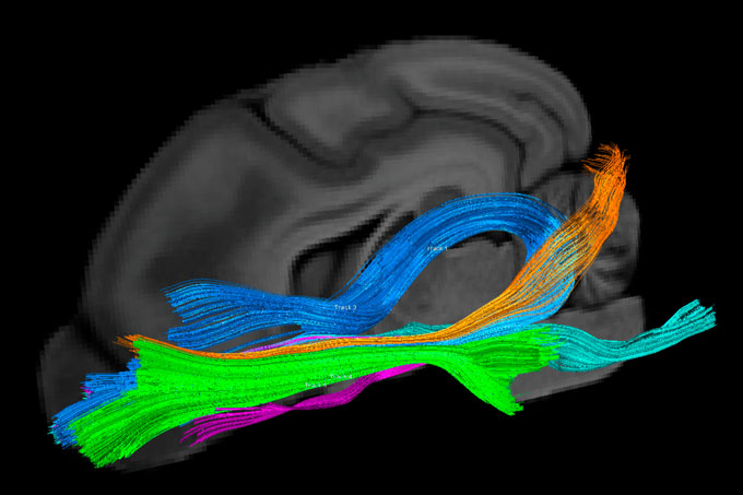 An MRI image of a dog's brain showing the pathways of smell in different colours