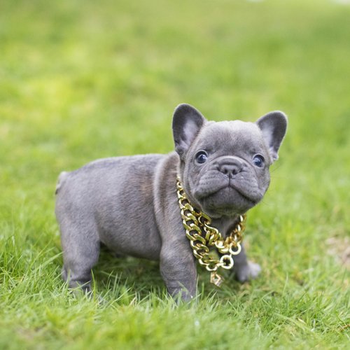 French bulldog puppy with gold chains around neck standing in short grass