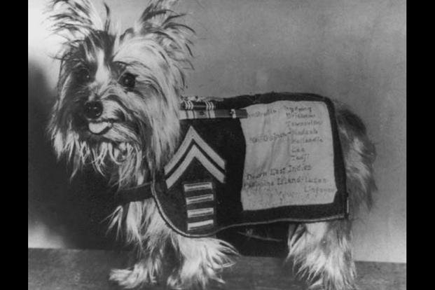 small dog with apron fashioned into miitary uniform.