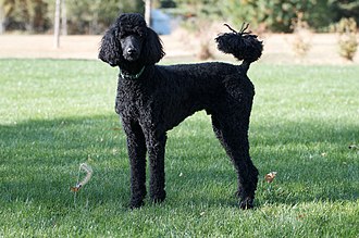 Black curly haired dog standing in short grass