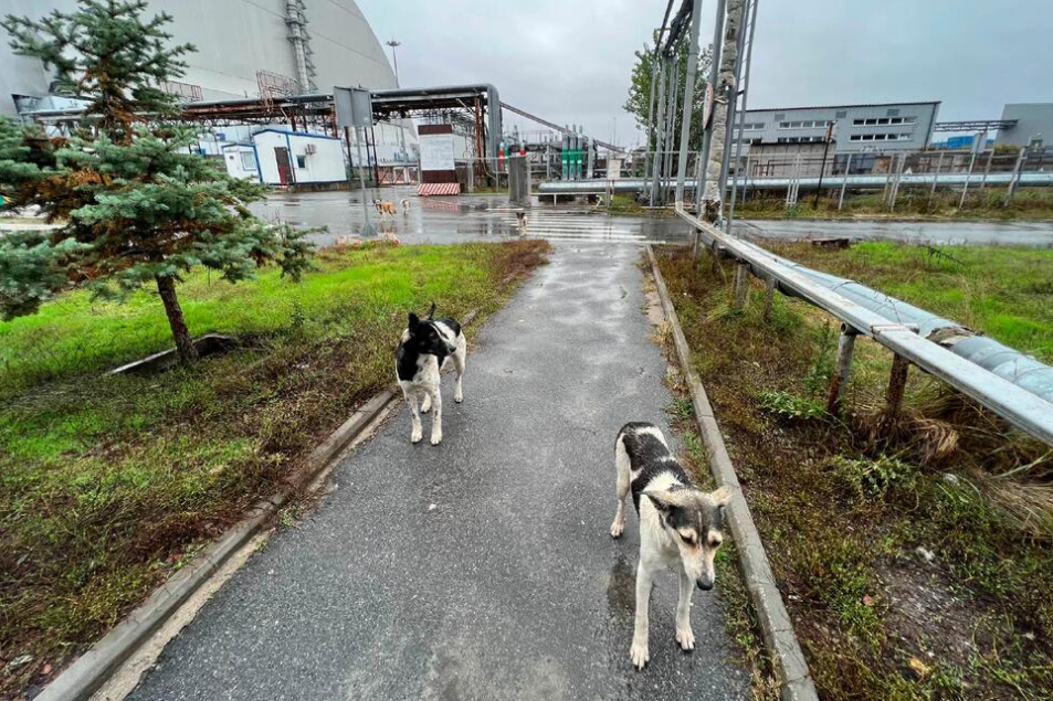 2 stray dogs standing in pathway close to ruins at Chernobyl nuclear plant.