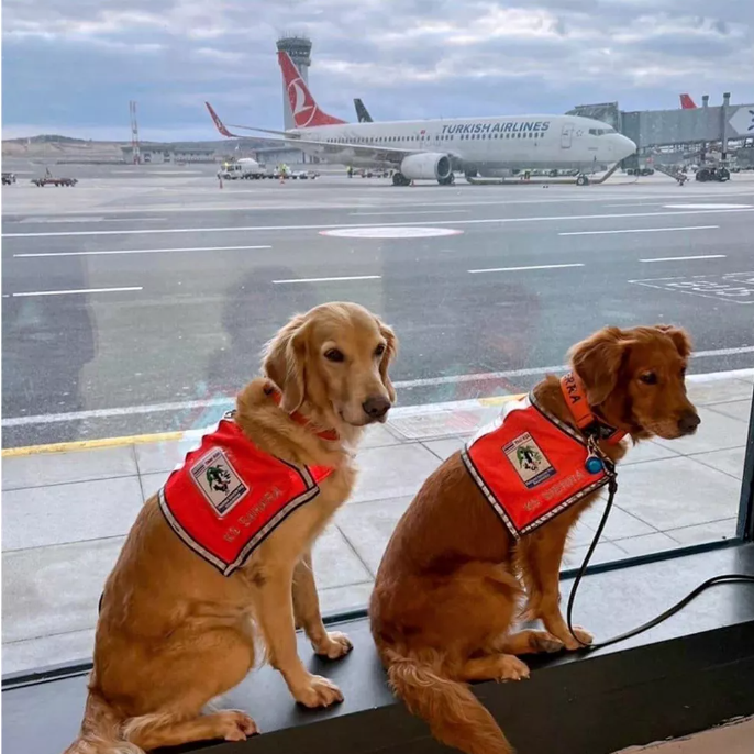 2 dogs sit on a window ledge at airport