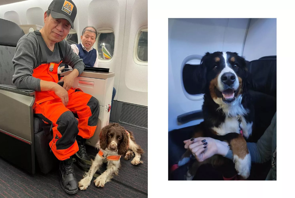Handler sits in plane with dog lying at feet. Bernese mountain dog sits in first class seat with paw on person beside it.
