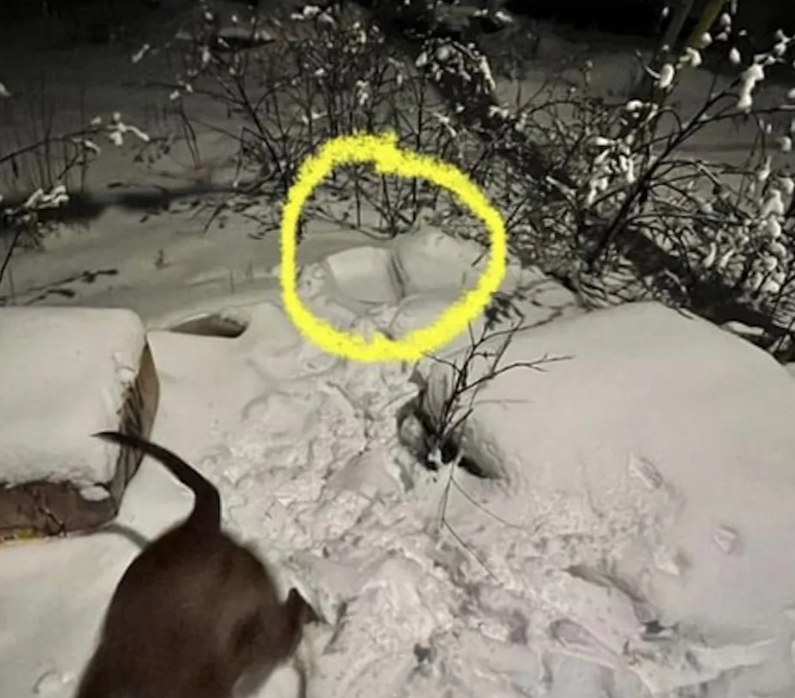 Snow covered ground with partial picture of dog and circle where cat carrier was found.