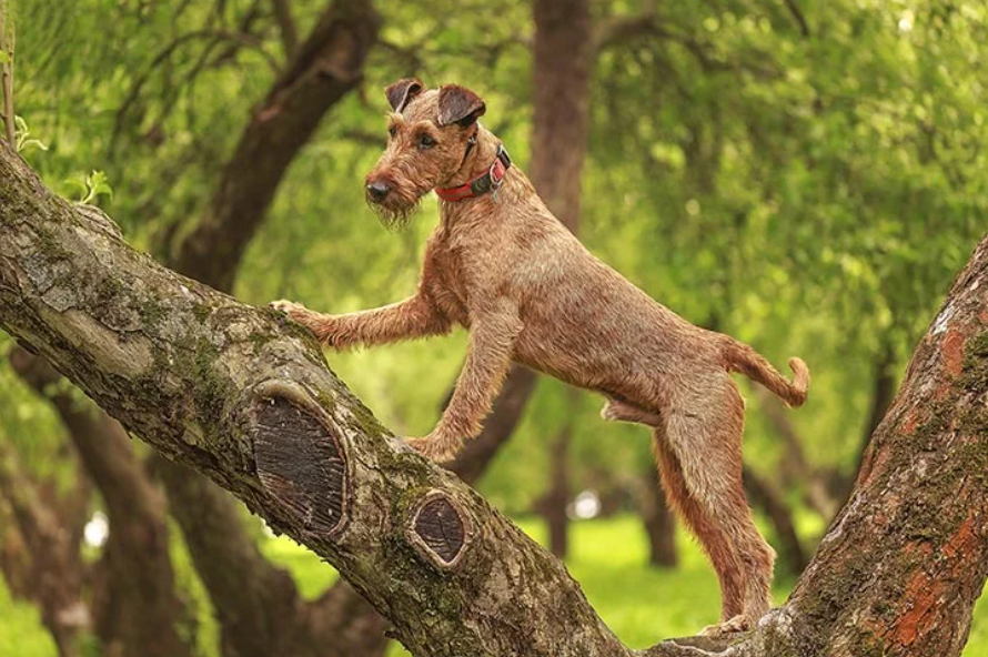 Irish Terrier standing on a tree in a forest