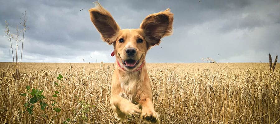 brown dog runs through field with its large ears fully extended outward