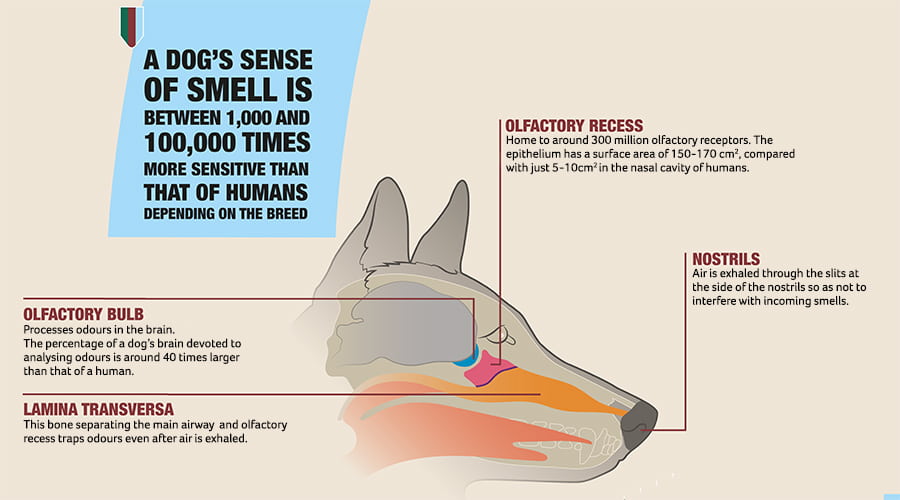 Picture showing areas of dog's head that affect their smell.