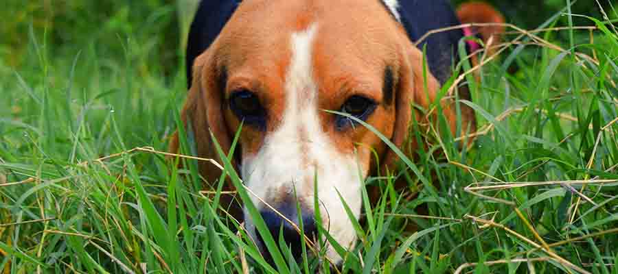 Beagle with its nose on ground through tall grass