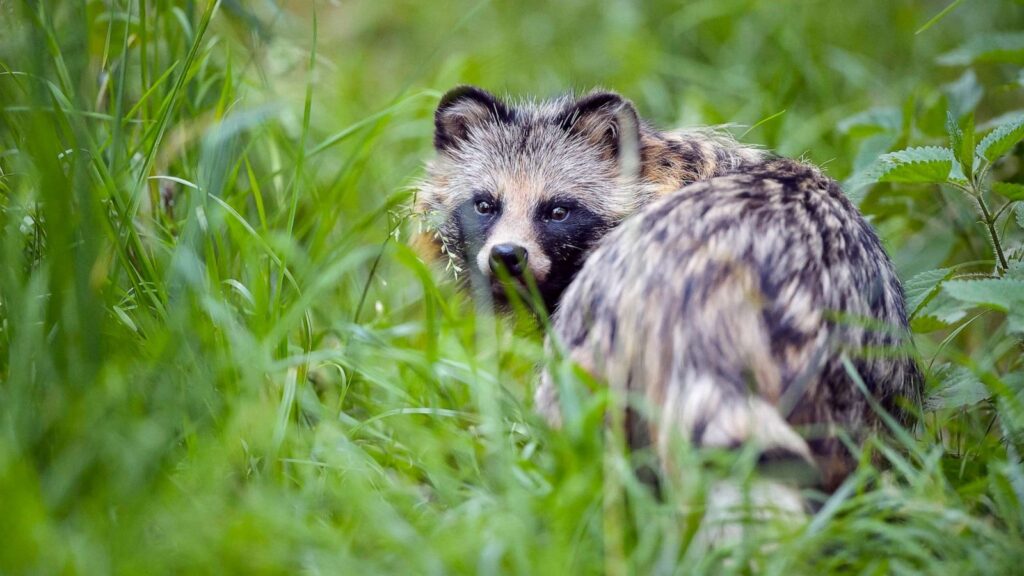 Wild raccoon dog standing in tall grass looking backwards