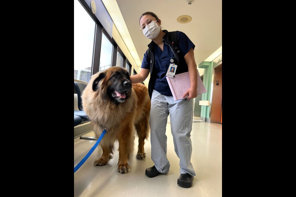 Brown shaggy dog standing beside vet technician
