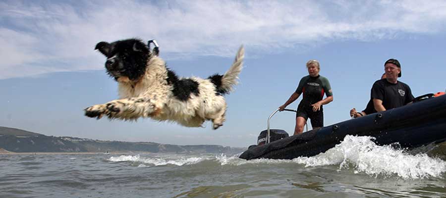 Black and white dog jumping off small boat into the ocean