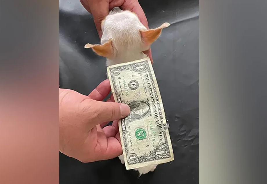 Person holds dollar bill over small dog showing their length is the same