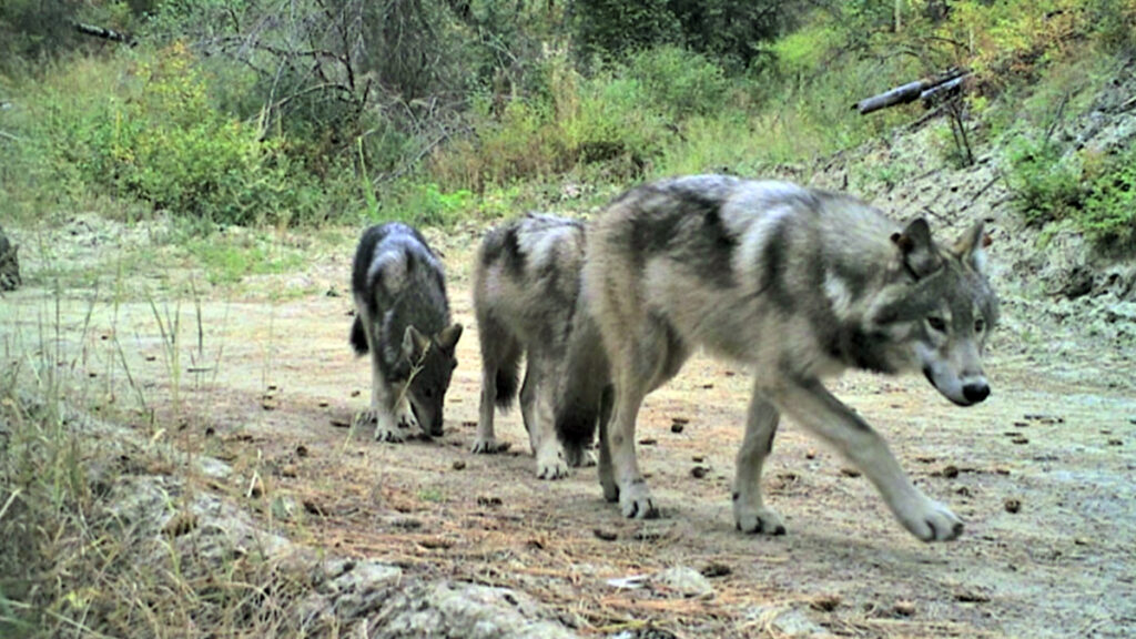 One adult wolf and 2 young wolf pups walking behind on a sandy road.