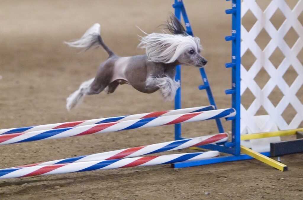 A hairless dog jumps over a barrier during an agility competition.