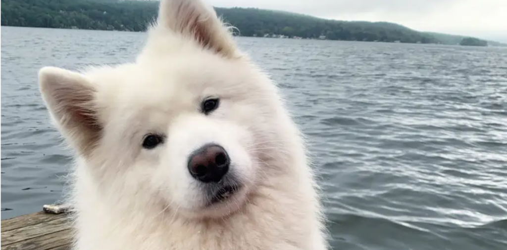 A white Samoyed with head tilted and the ocean in the background