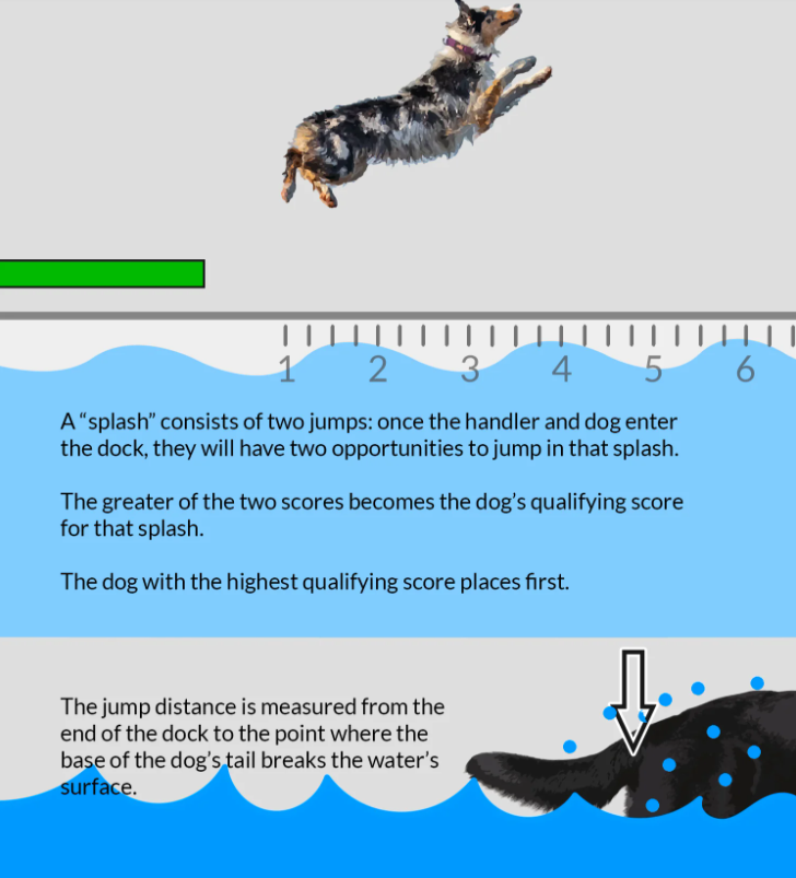 Picture of measurements involved in dock jumping showing the base of a dog's tail as the marker of distance