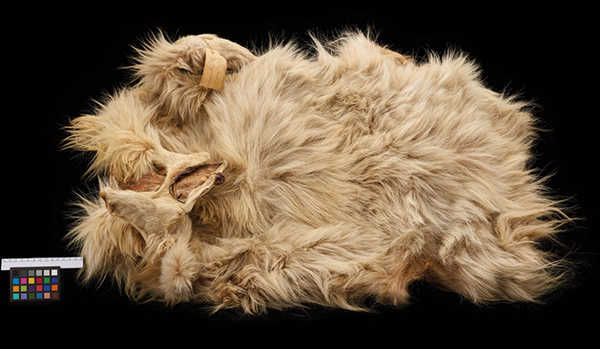 A pelt of the Wooly Salish dog in its entirely with a 13cm ruler for perspective