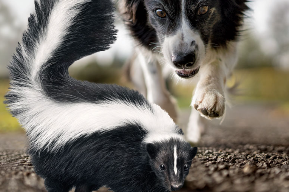 a dog running towards a skunk with its tail raised