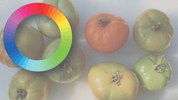 image of tomatoes, of varying shades of green and red