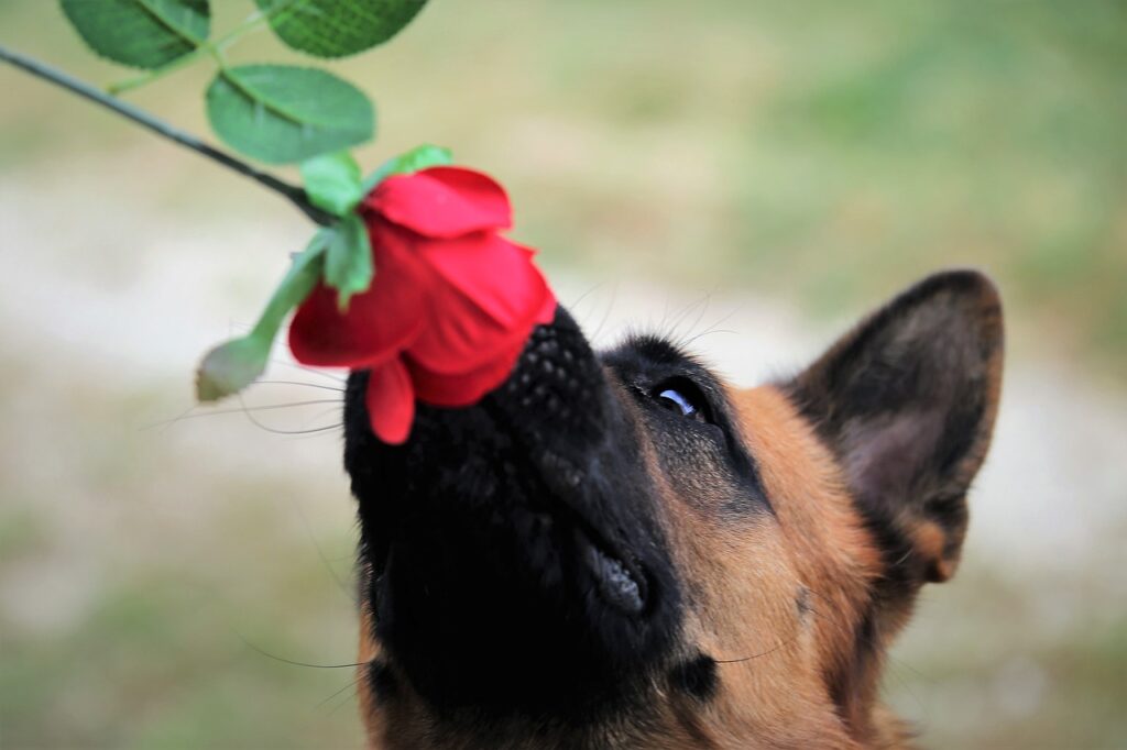 Dog with nose against red rose